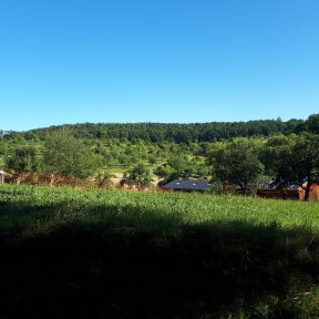 Hügelige Landschaft mit vereinzelten Bäumen im Mittelgrund und einem dichten Wald im Hintergrund.
